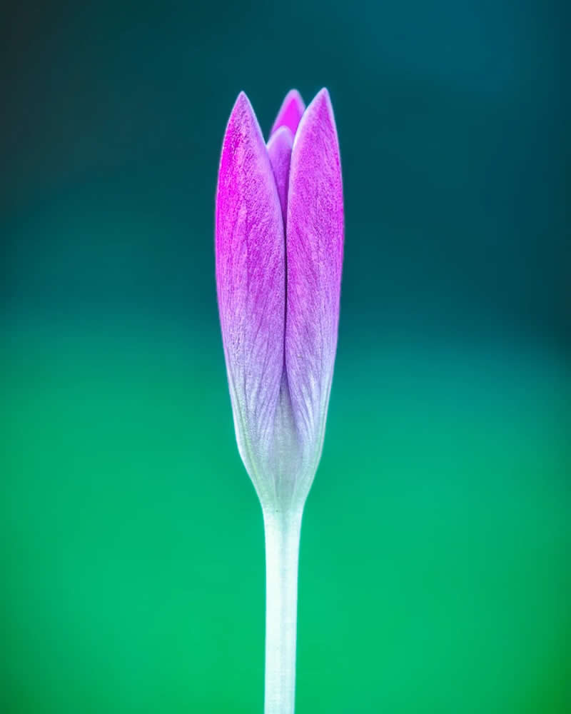 The trick to forgetting the big picture is to look at everything close-up - Enchanting Macro Photos by Magdalena