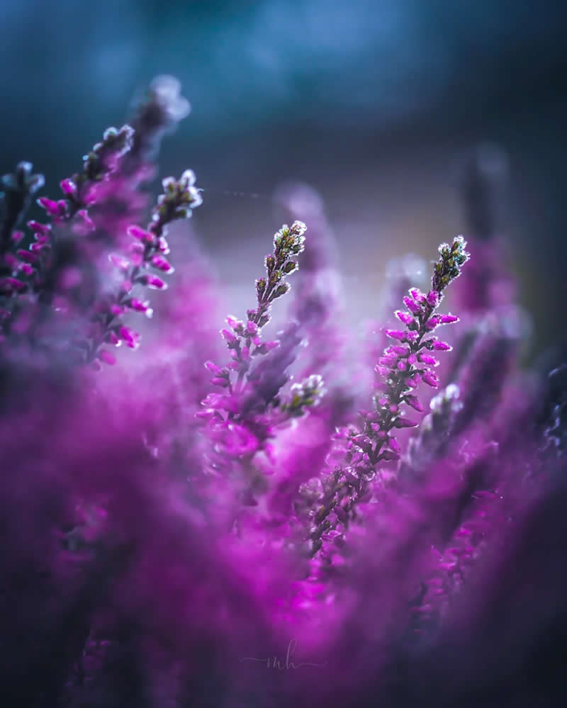 New year - a new chapter, new verse, or just the same old story? Ultimately, we write it. The choice is ours - Enchanting Macro Photos by Magdalena