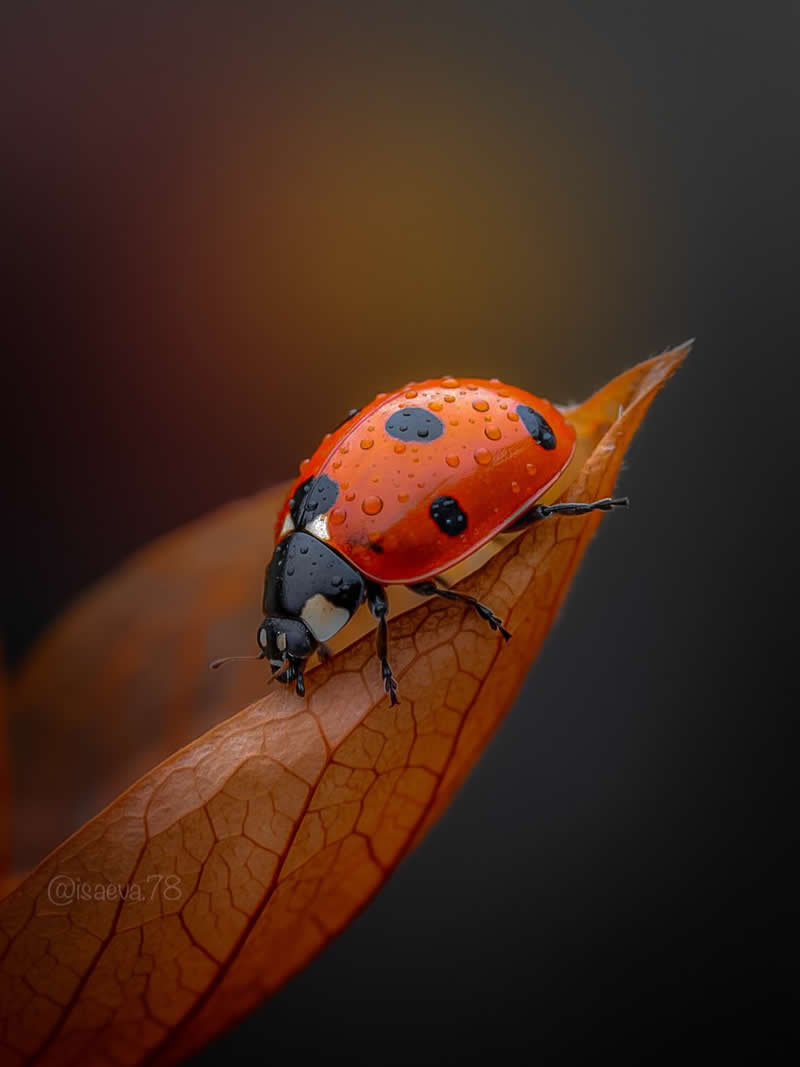 Macro Photography Of Lady Bugs by Maria Isaeva