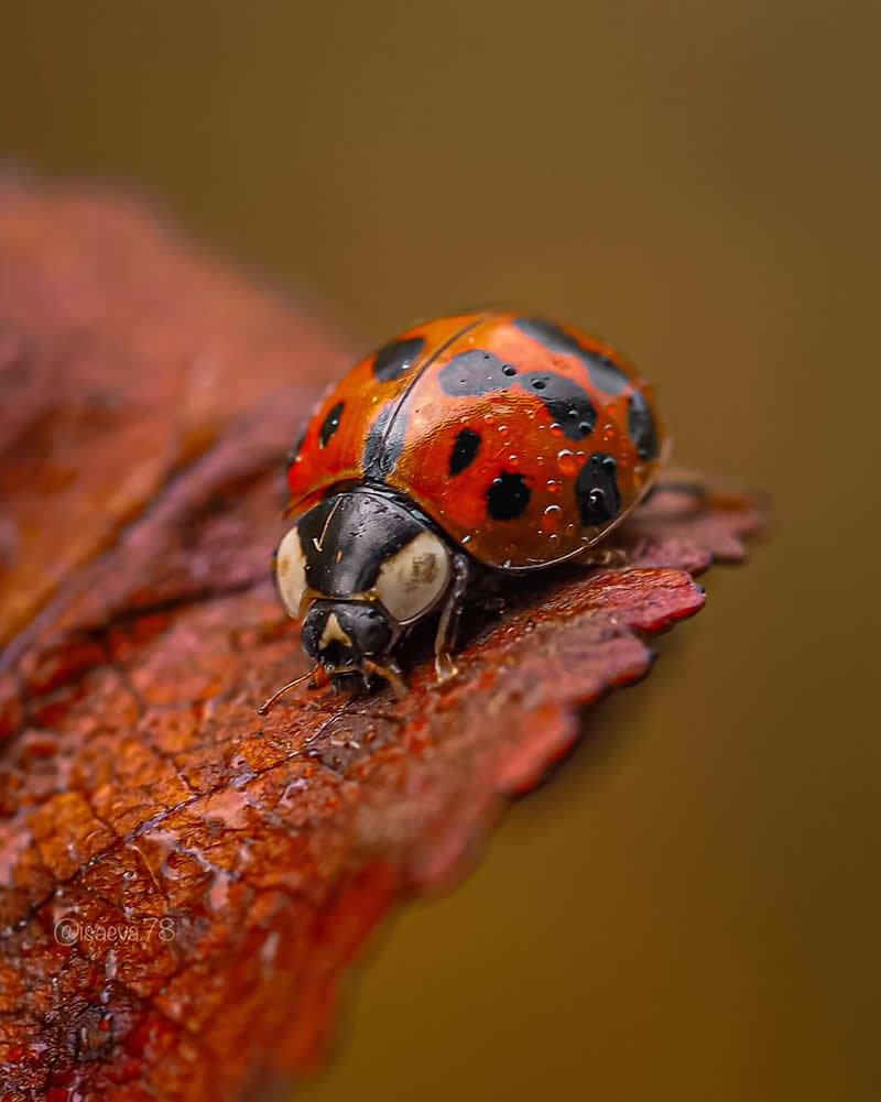Macro Photography Of Lady Bugs by Maria Isaeva
