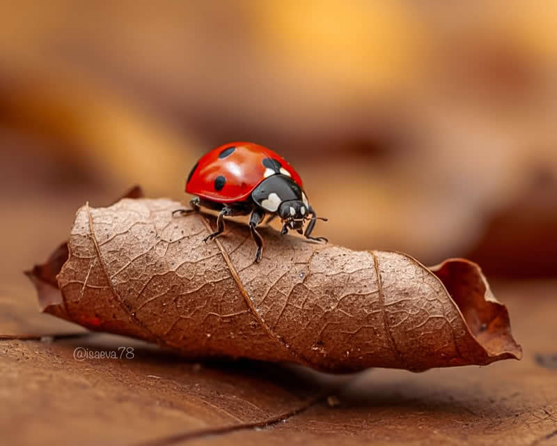 Macro Photography Of Lady Bugs by Maria Isaeva