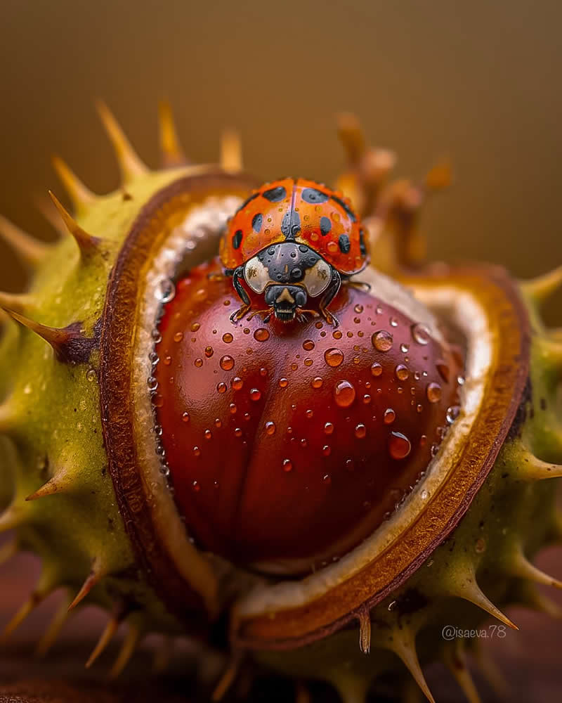 Macro Photography Of Lady Bugs by Maria Isaeva
