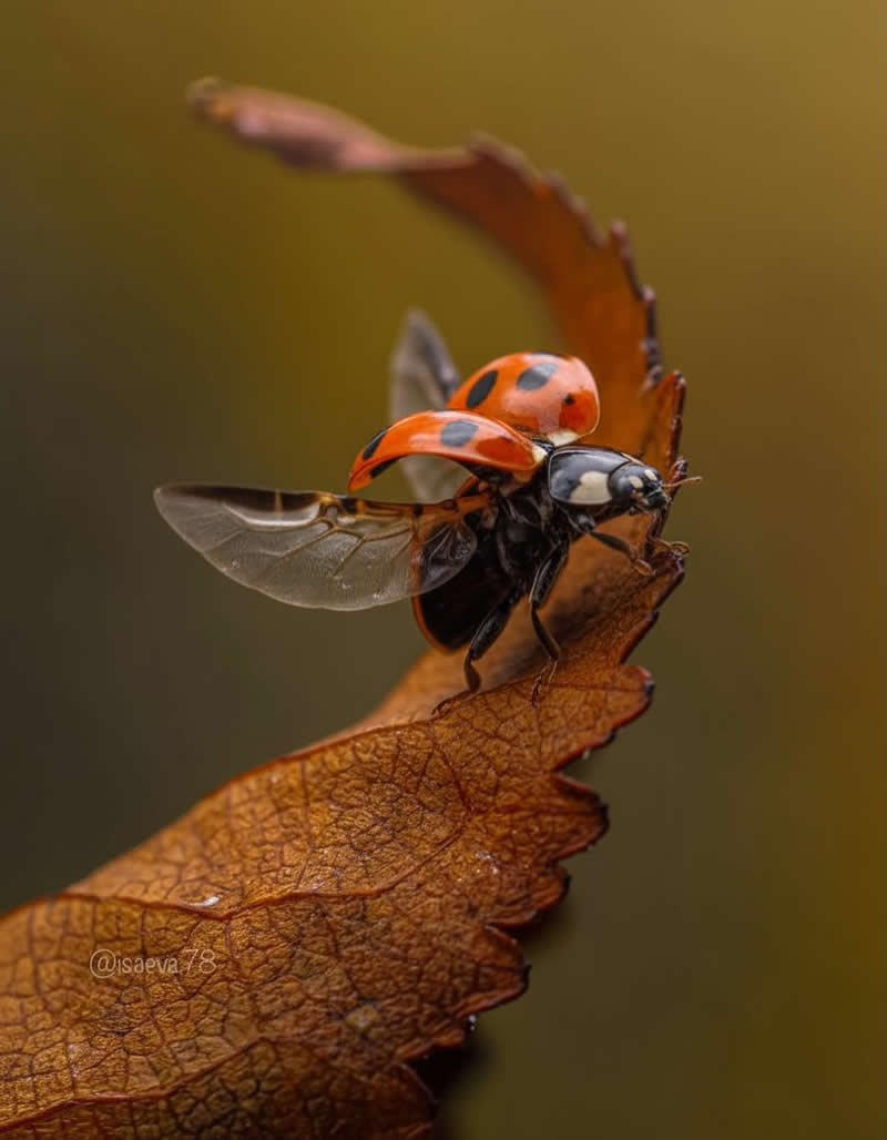 Macro Photography Of Lady Bugs by Maria Isaeva
