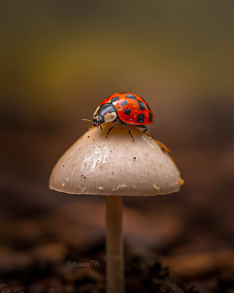 Macro Photography Of Lady Bugs by Maria Isaeva