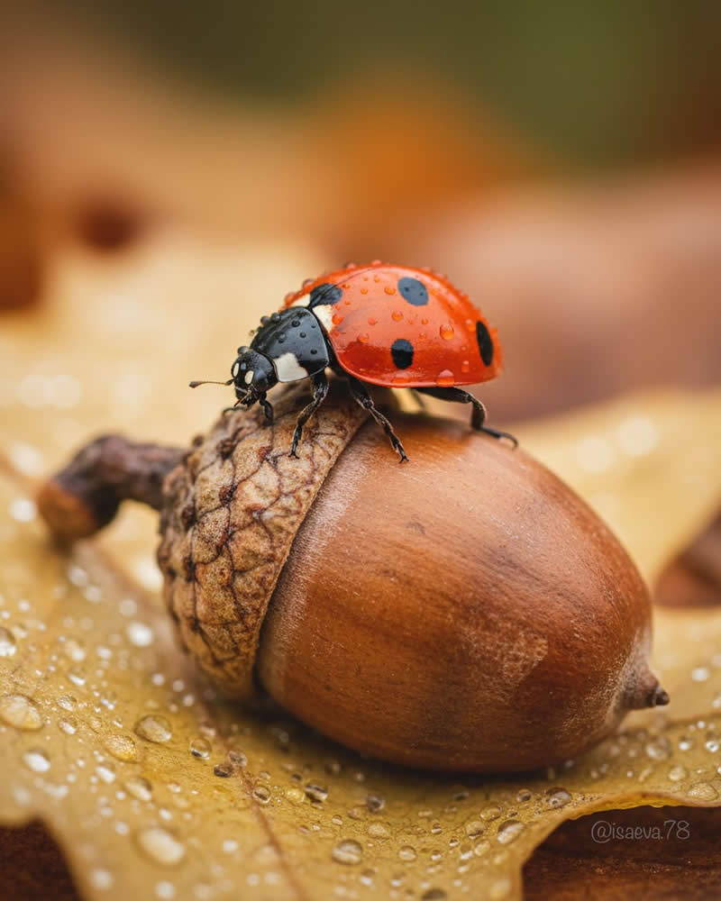 Macro Photography Of Lady Bugs by Maria Isaeva