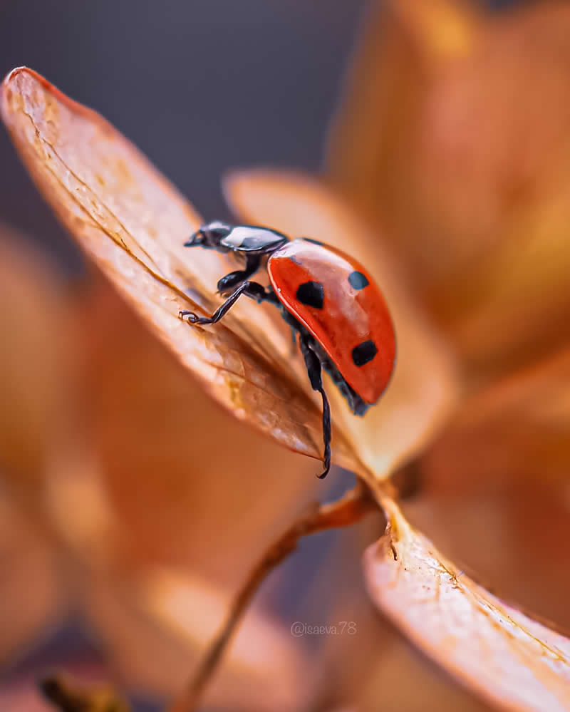 Macro Photography Of Lady Bugs by Maria Isaeva