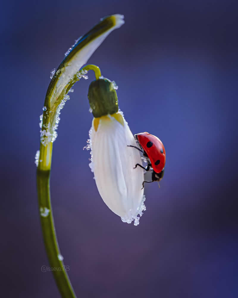 Macro Photography Of Lady Bugs by Maria Isaeva