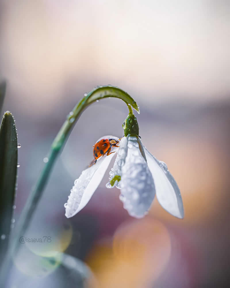 Macro Photography Of Lady Bugs by Maria Isaeva