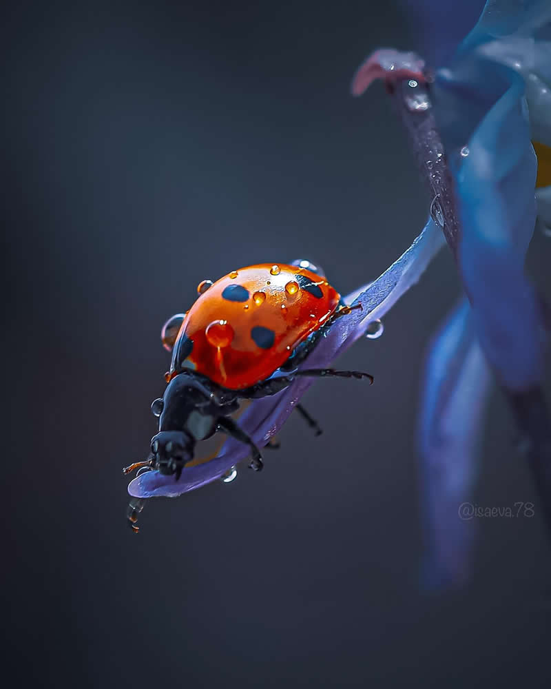 Macro Photography Of Lady Bugs by Maria Isaeva