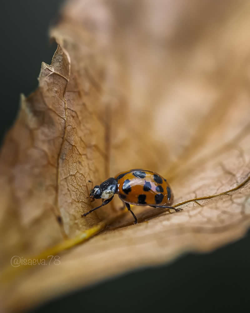 Macro Photography Of Lady Bugs by Maria Isaeva