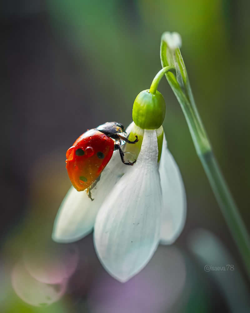 Macro Photography Of Lady Bugs by Maria Isaeva