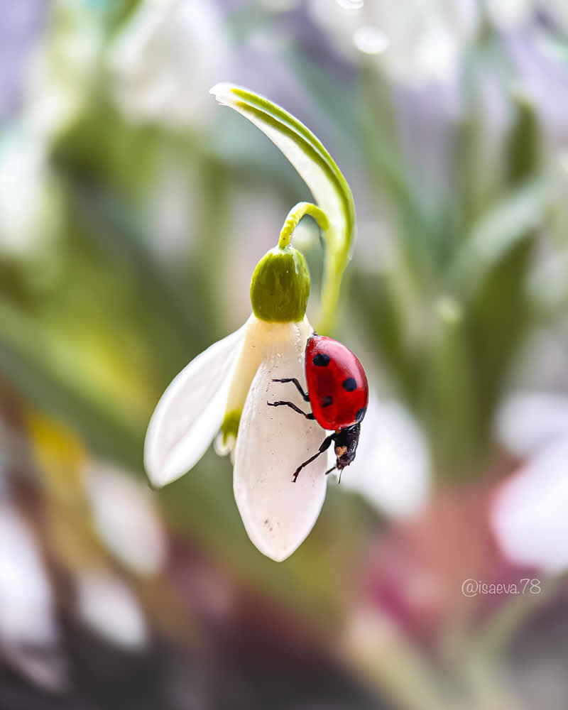 Macro Photography Of Lady Bugs by Maria Isaeva