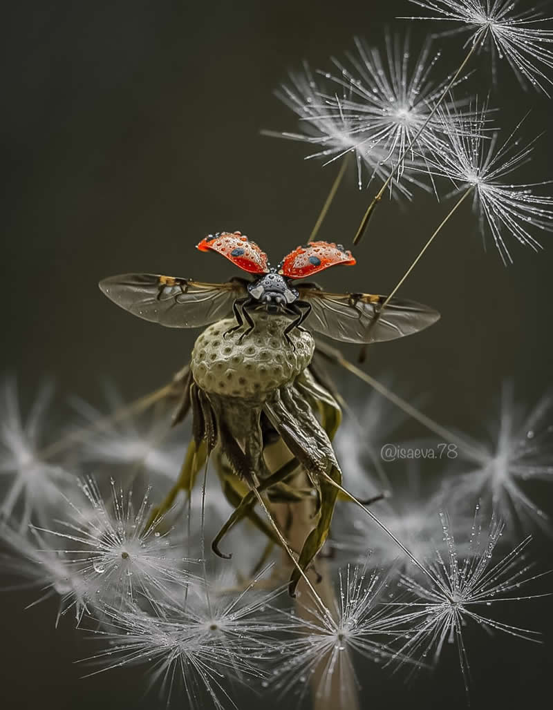 Macro Photography Of Lady Bugs by Maria Isaeva