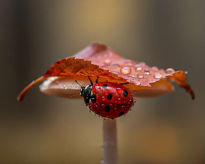 Macro Photography Of Lady Bugs by Maria Isaeva