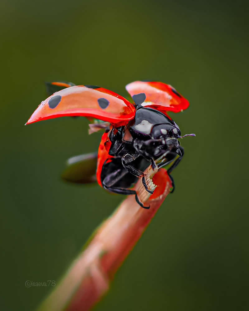 Macro Photography Of Lady Bugs by Maria Isaeva