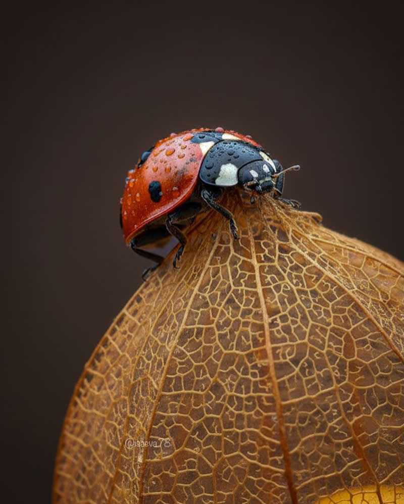 Macro Photography Of Lady Bugs by Maria Isaeva