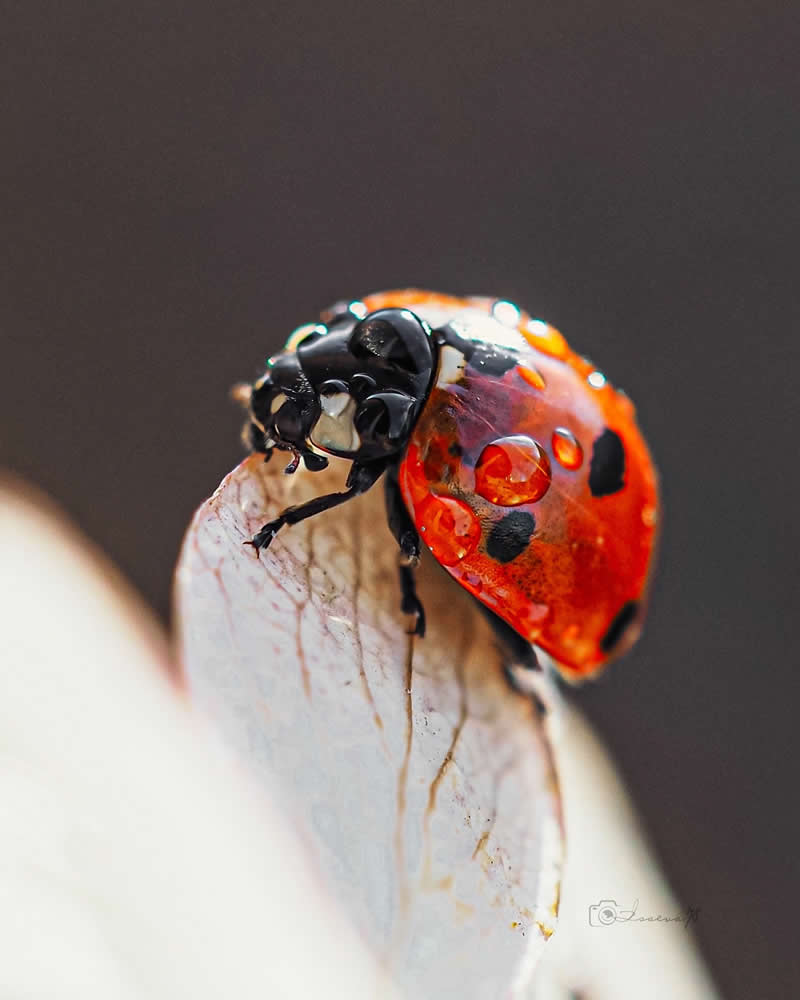 Macro Photography Of Lady Bugs by Maria Isaeva