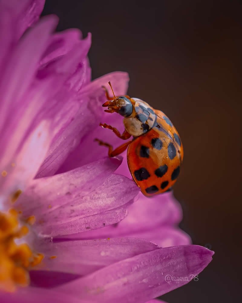 Macro Photography Of Lady Bugs by Maria Isaeva