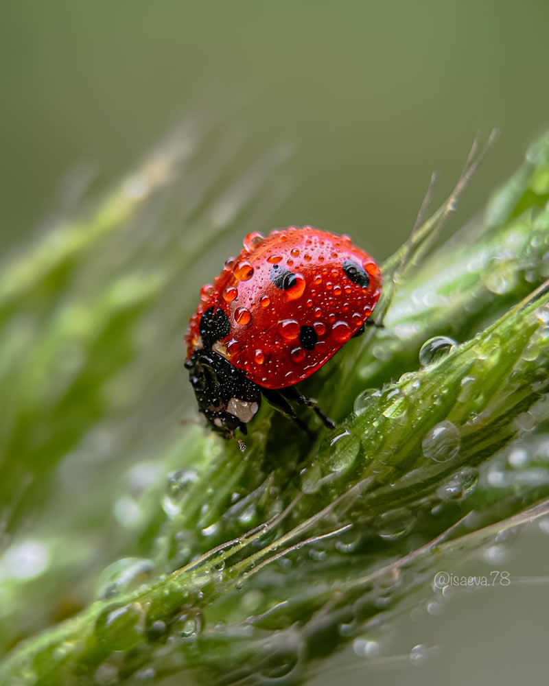 Macro Photography Of Lady Bugs by Maria Isaeva