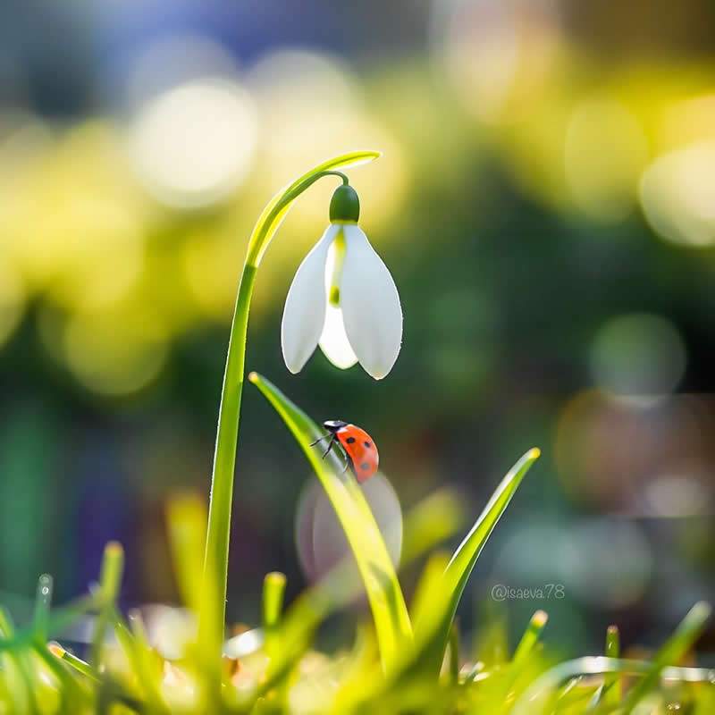 Macro Photography Of Lady Bugs by Maria Isaeva