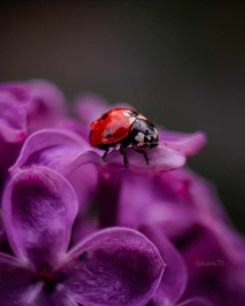 Macro Photography Of Lady Bugs by Maria Isaeva