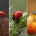 30 Graceful Macro Photos of Ladybugs by Maria Isaeva That Reveal Nature’s Tiny Wonders 71 Macro Photography Of Lady Bugs by Maria Isaeva