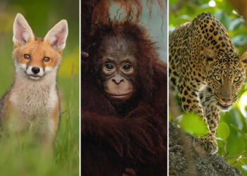 Majestic Wildlife Photos That Celebrate the Untamed Beauty of the Natural World