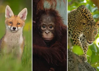 majestic wildlife photos