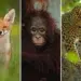 majestic wildlife photos