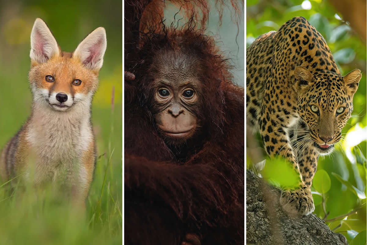 35 Majestic Wildlife Photos That Celebrate the Untamed Beauty of the Natural World