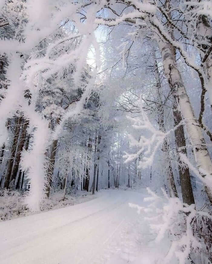 The Road Through The Magical Forest In Finland - Mesmerizing Winter Cold Photos