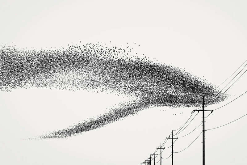 Coexistence by Sungdong Choi - Minimalist Photography Awards 2025 Fine Art Winners