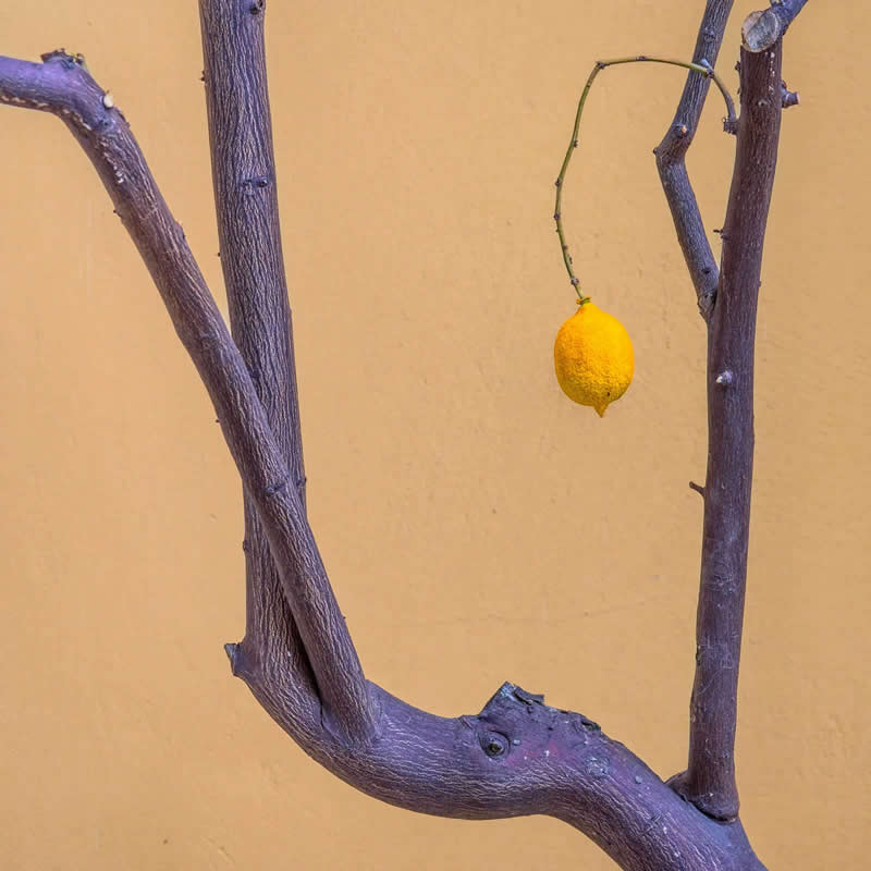 Lonely Lemon by Fritz Mehner - Minimalist Photography Awards 2025 Fine Art Winners