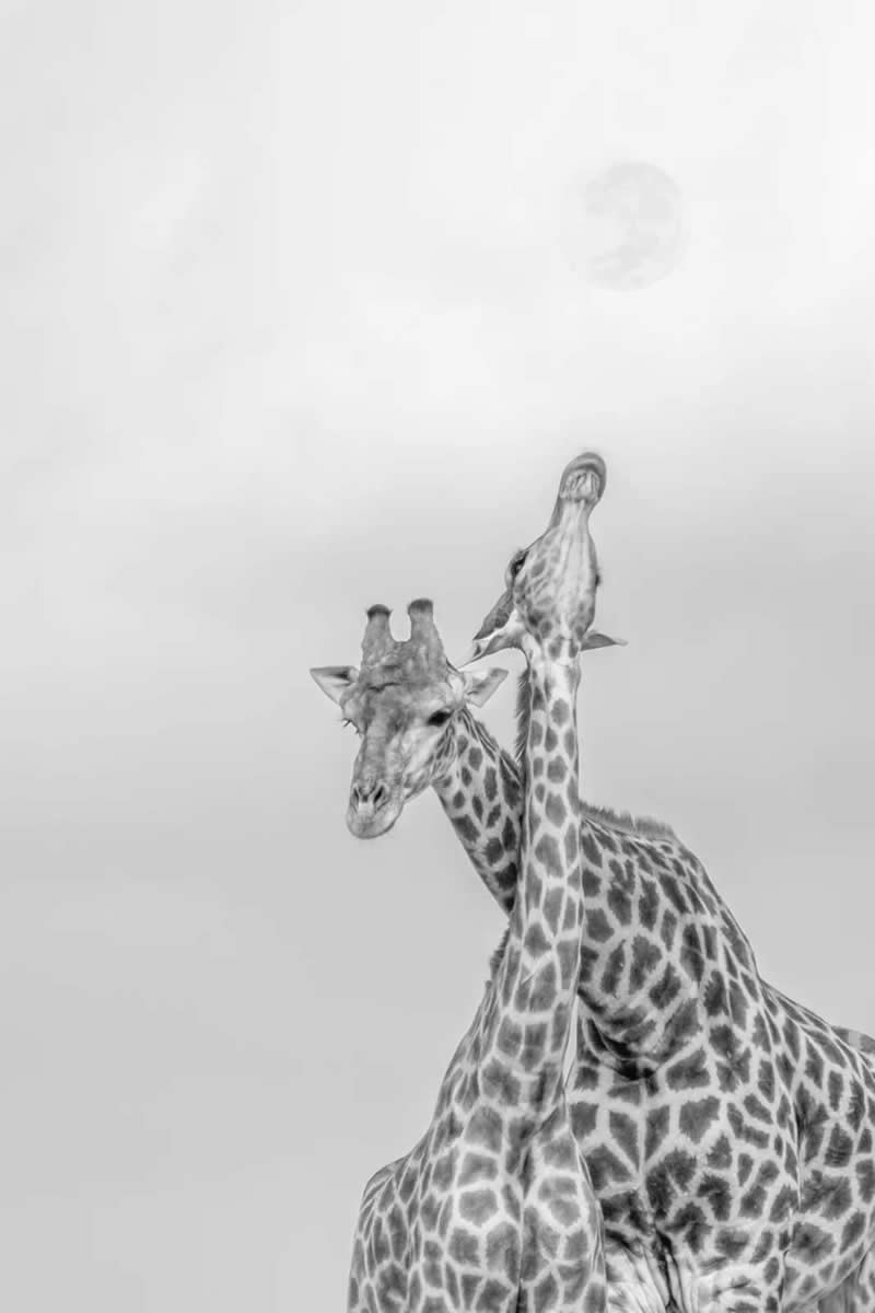 Blessed by Carolina Leske - Minimalist Photography Awards 2025 Fine Art Winners