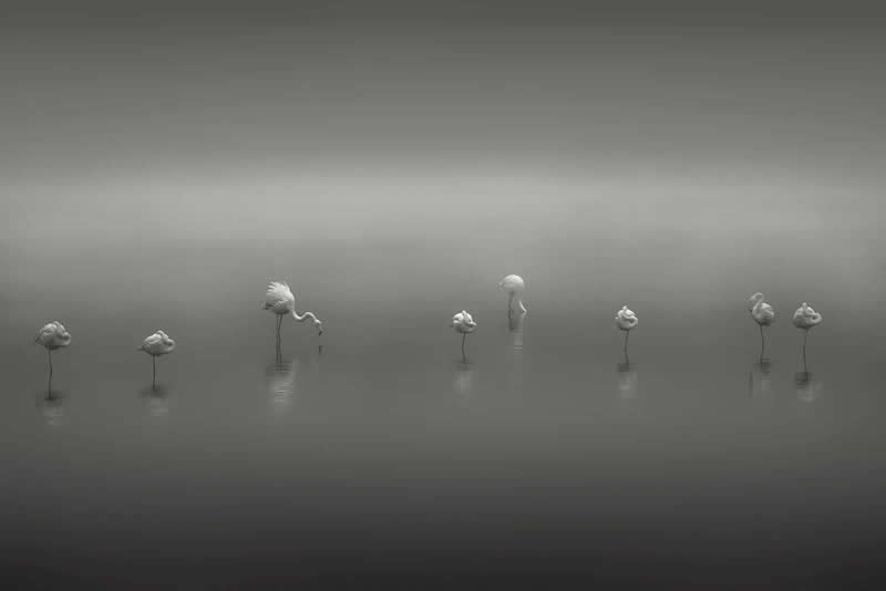 The Gathering by Thomas de Franzoni - Minimalist Photography Awards 2025 Fine Art Winners