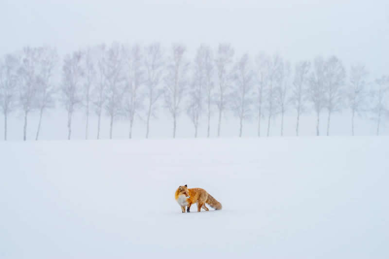 Minimalism meets wildlife by Yuto Hirasawa - Minimalist Photography Awards 2025 Fine Art Winners