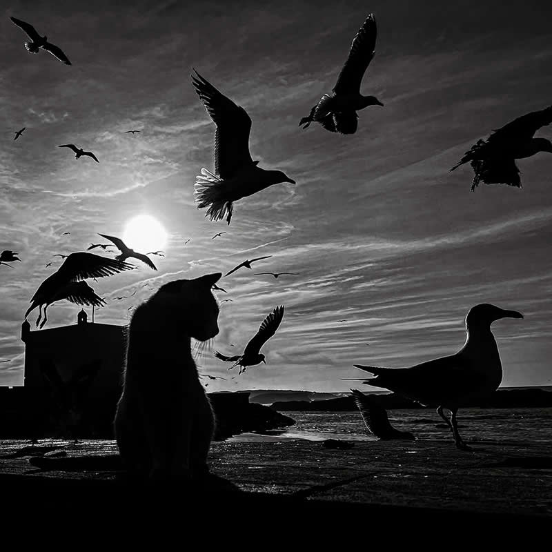 Seaside Melancholy by Khalid Mahmood - Mobile Photography Awards Silhouette Winners