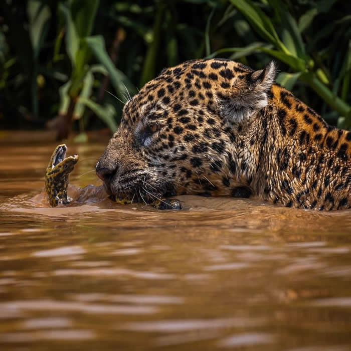 Photo by Ary Nascimento Bassous - Best Photos From the Nat Geo Your Shot Challenge