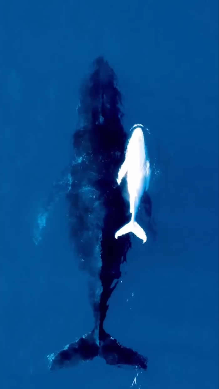 Video by David Currie - Best Photos From the Nat Geo Your Shot Challenge