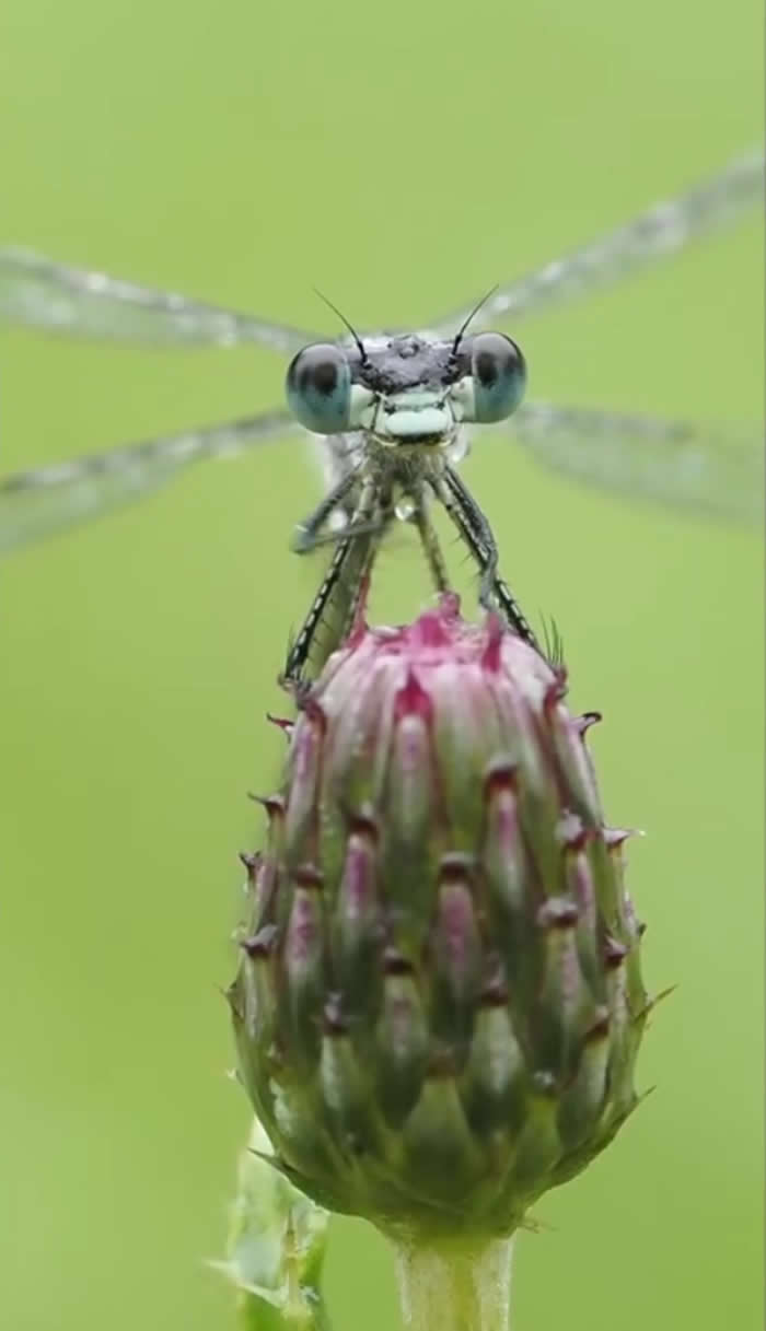 Video by Dara Ojo - Best Photos From the Nat Geo Your Shot Challenge