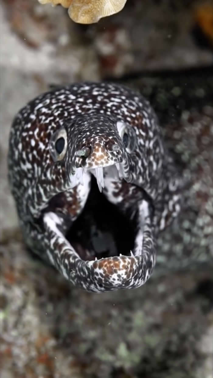 Video by Gerardo Parot - Best Photos From the Nat Geo Your Shot Challenge