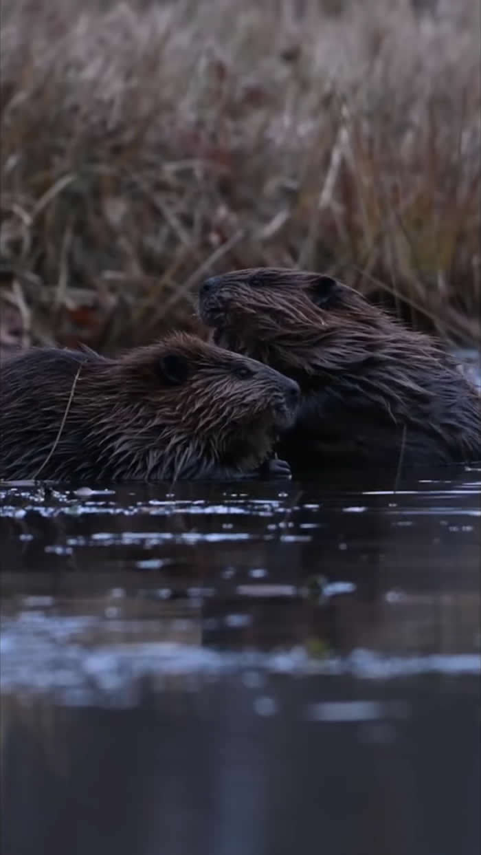 Video by Emily - Best Photos From the Nat Geo Your Shot Challenge
