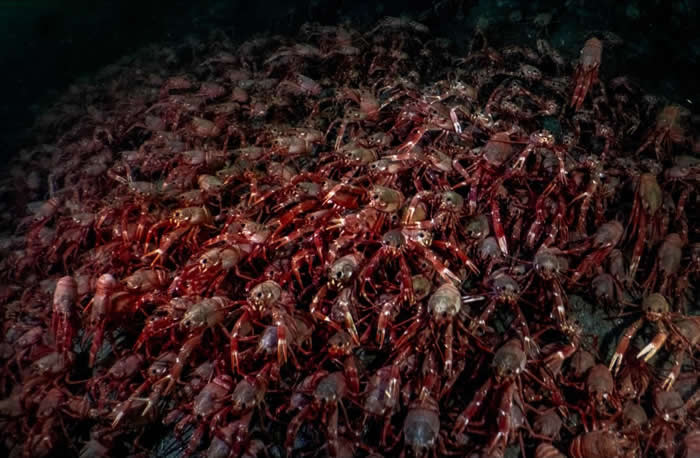 Photo by Jules Jacobs - Best Photos From the Nat Geo Your Shot Challenge