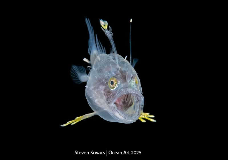 Best in Show: Tired fish by Steven Kovacs - Location: Blackwater dive off Kumejima, Okinawa Prefecture, Japan. - Ocean Art Contest 2025 Winners