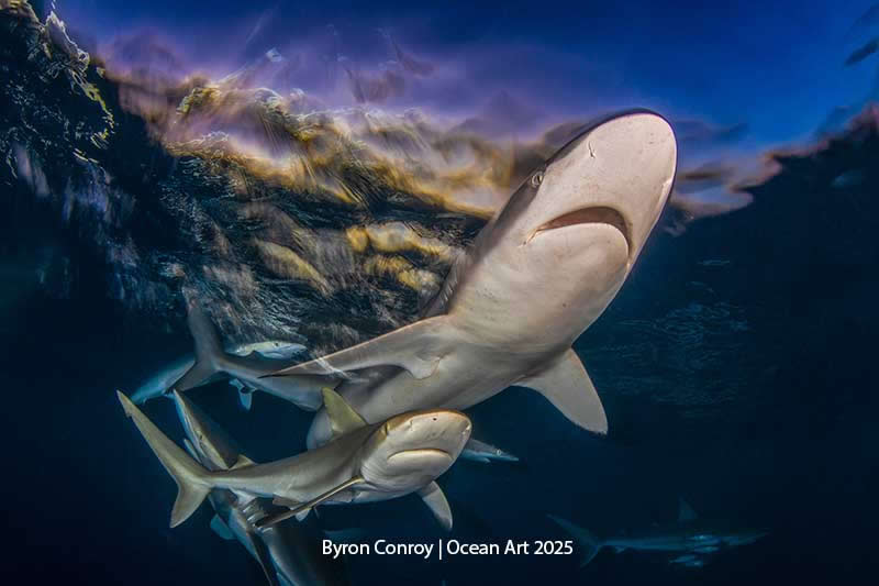 Wide Angle - 1st Place: Last Light by Byron Conroy - Location: Jardines Del Reina marine Park in Cuba, Caribbean - Ocean Art Contest 2025 Winners