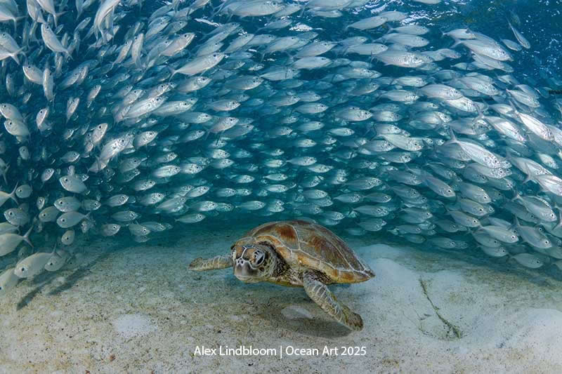 Wide Angle - 3rd Place: Scads and Turtle by Alex Lindbloom - Location: Misool, Raja Ampat, Indonesia - Ocean Art Contest 2025 Winners