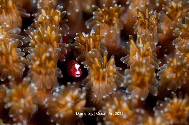 Macro - 1st Place: Between the Polyps by Daniel Sly - Location: Indonesia, Lembeh Strait - Ocean Art Contest 2025 Winners