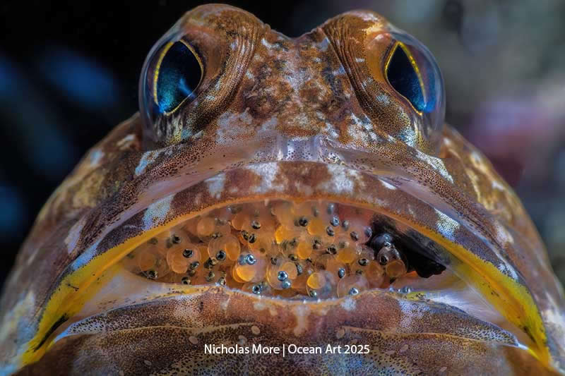 Macro - 3rd Place: The Next Generation by Nicholas More - Location: Pintu Colada, Lembeh Resort, Indonesia - Ocean Art Contest 2025 Winners