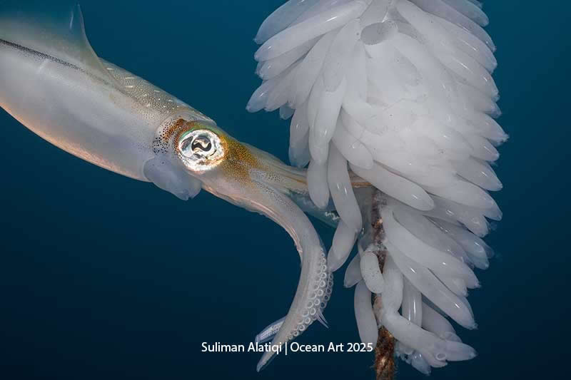 Marine Life Behavior - 2nd Place: Squid lays an Egg by Suliman Alatiqi - Ocean Art Contest 2025 Winners