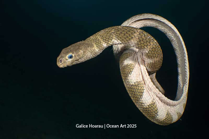 Portrait - 1st Place: Sea Snake Knot by Galice Hoarau - Location: Anda, Philippines - Ocean Art Contest 2025 Winners